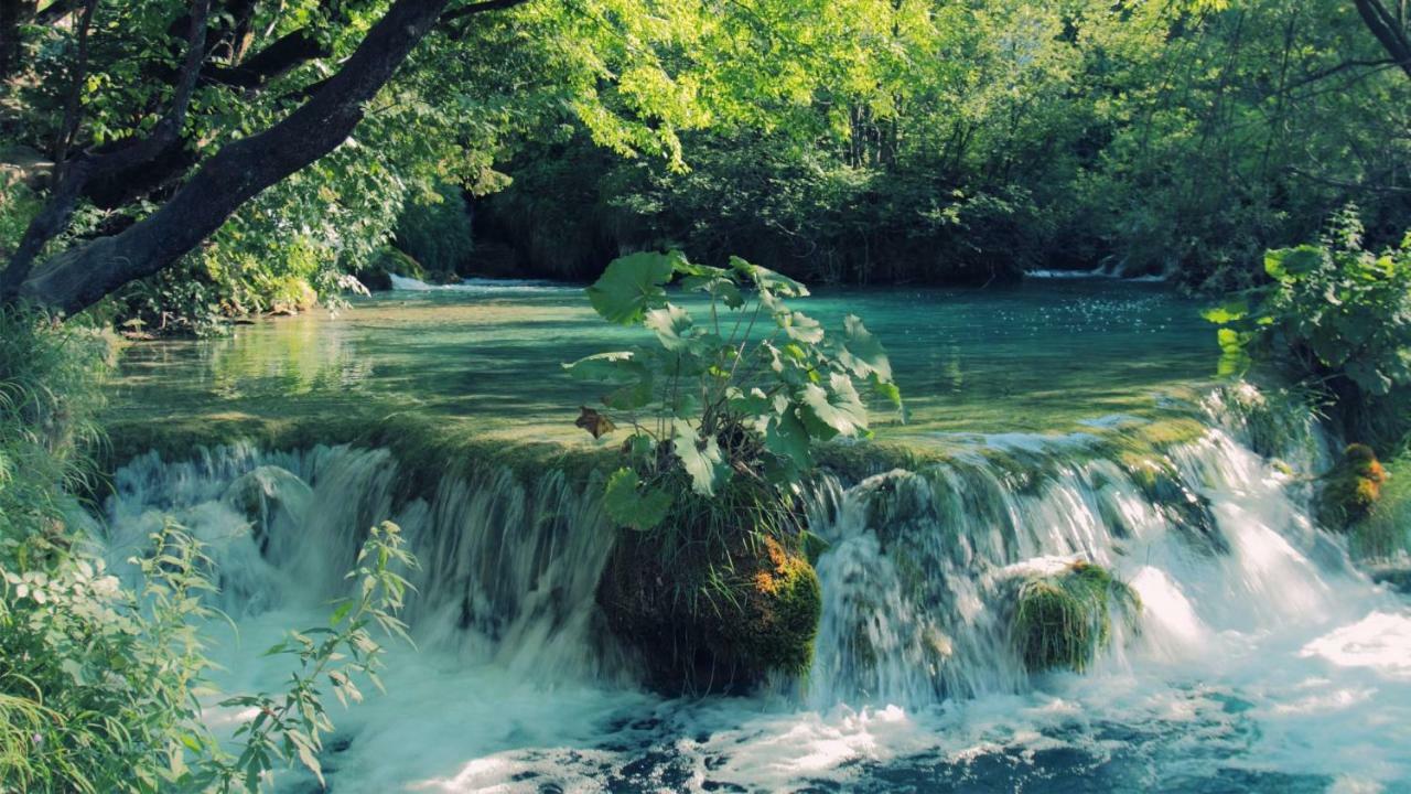 فندق House Viktoria سيليست دريزنيكو المظهر الخارجي الصورة